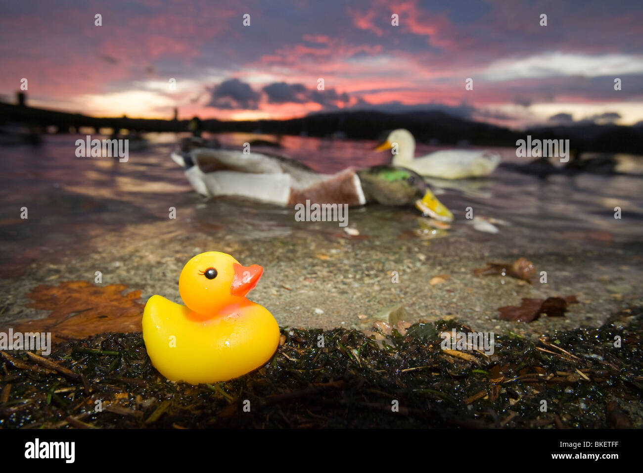 Ein Kunststoff Ente am Ufer des Lake Windermere in Ambleside im Lake District-Königreich mit Enten im Wasser hinter Stockfoto