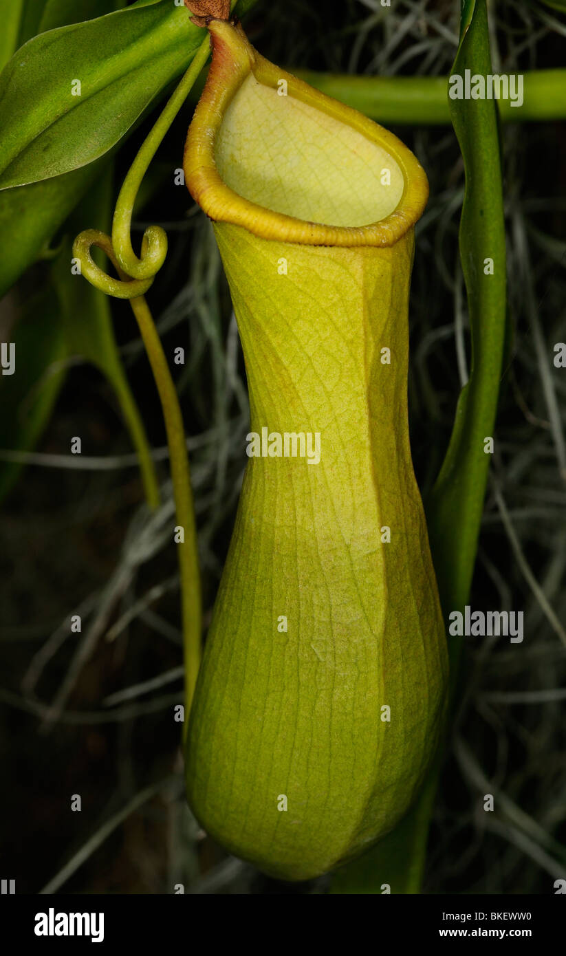 Kannenpflanze Nepenthes ein Weinstock und fleischfressender tropische Pflanze Stockfoto