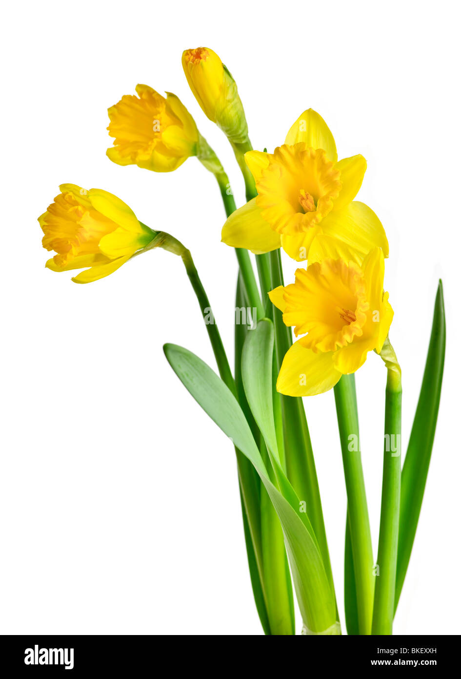Frühlingsblumen Sie gelbe Narzisse isoliert auf weißem Hintergrund Stockfoto