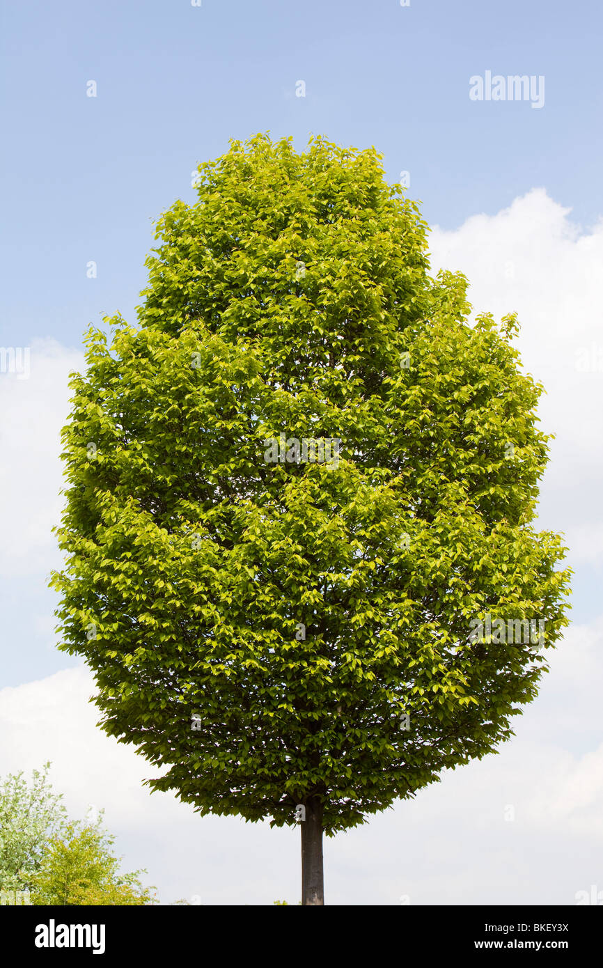 Ein Baum geformt wie einen Lutscher in Leicester, UK Stockfoto