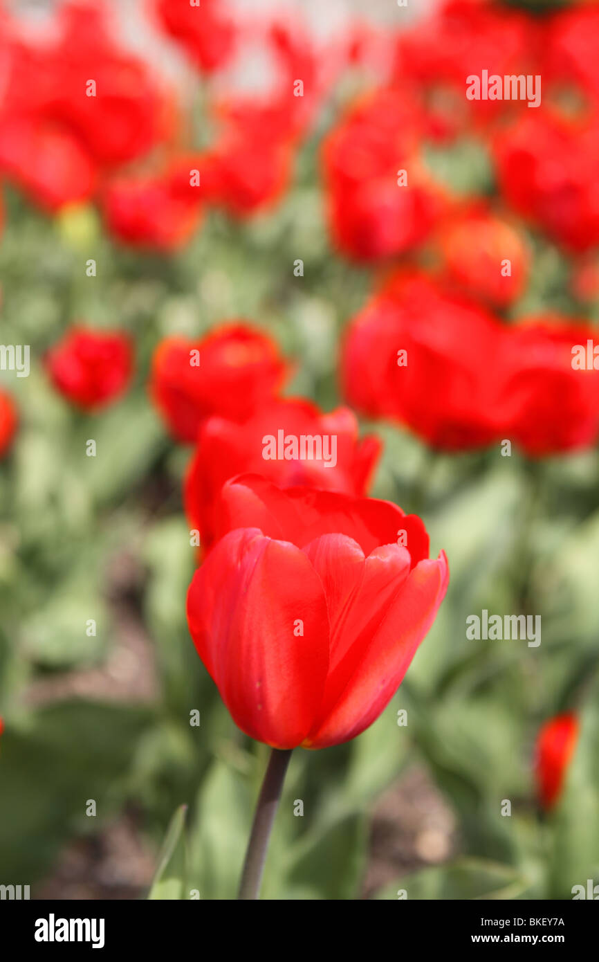 Rote Tulpe Tulpen Blumenbeet im April UK Stockfoto