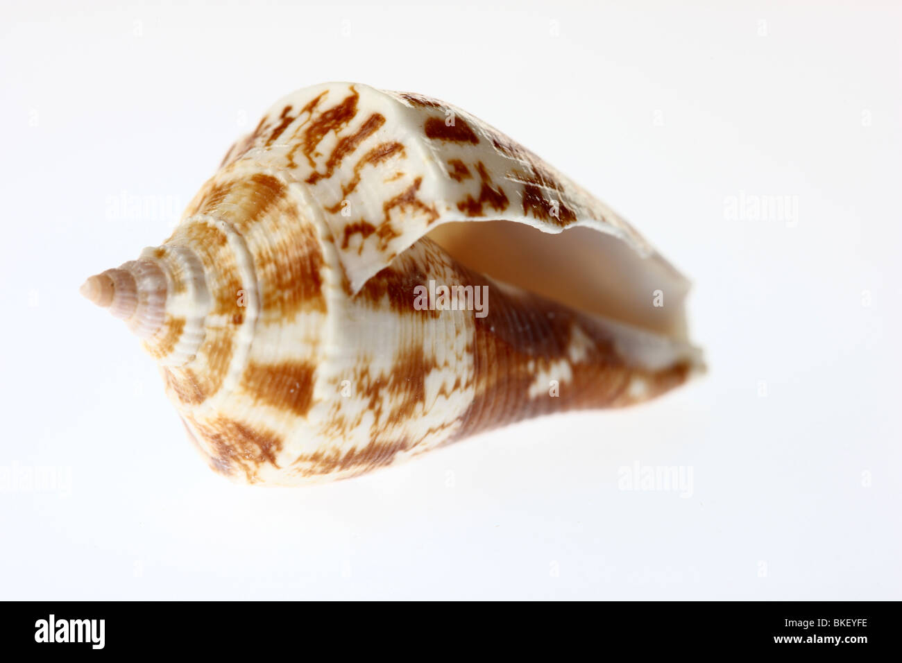 Shell, zweischaligen Muschel. Stockfoto