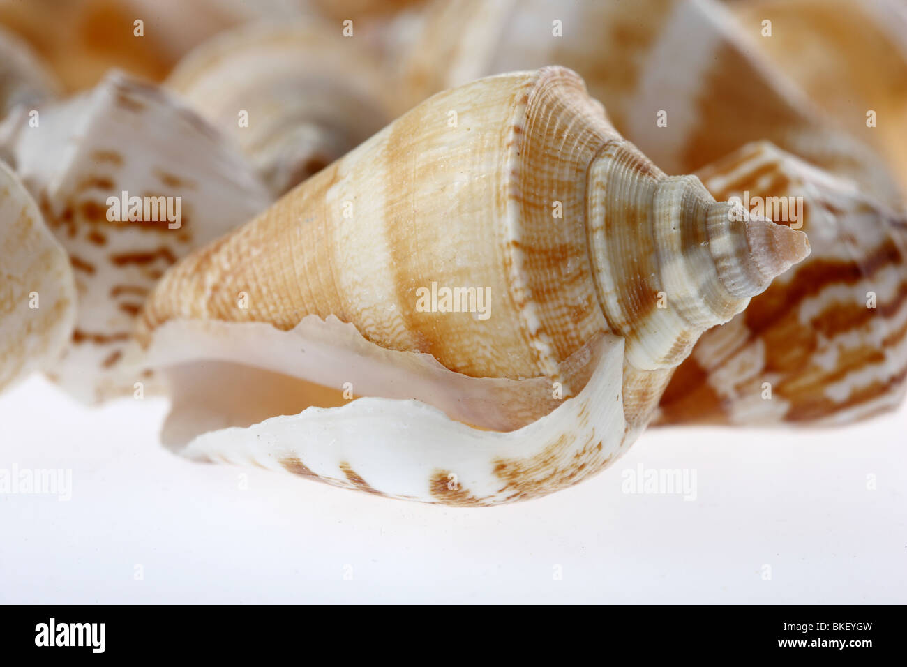 Shell, zweischaligen Muschel. Stockfoto