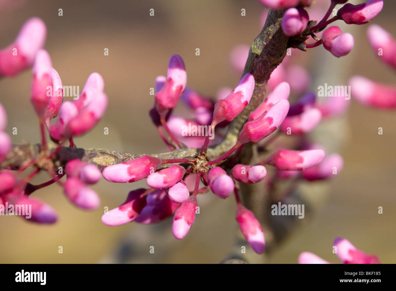 Östliche Rotknöchel (Cercis canadensis) blühend, Georgia, USA. Stockfoto