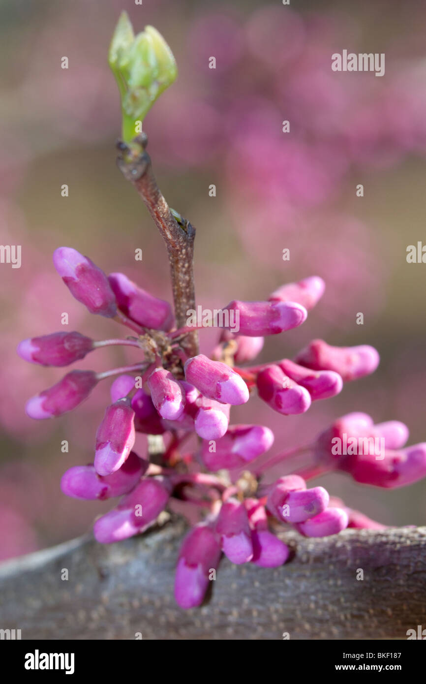 Östliche Rotknöchel (Cercis canadensis) blühend, Georgia, USA. Stockfoto