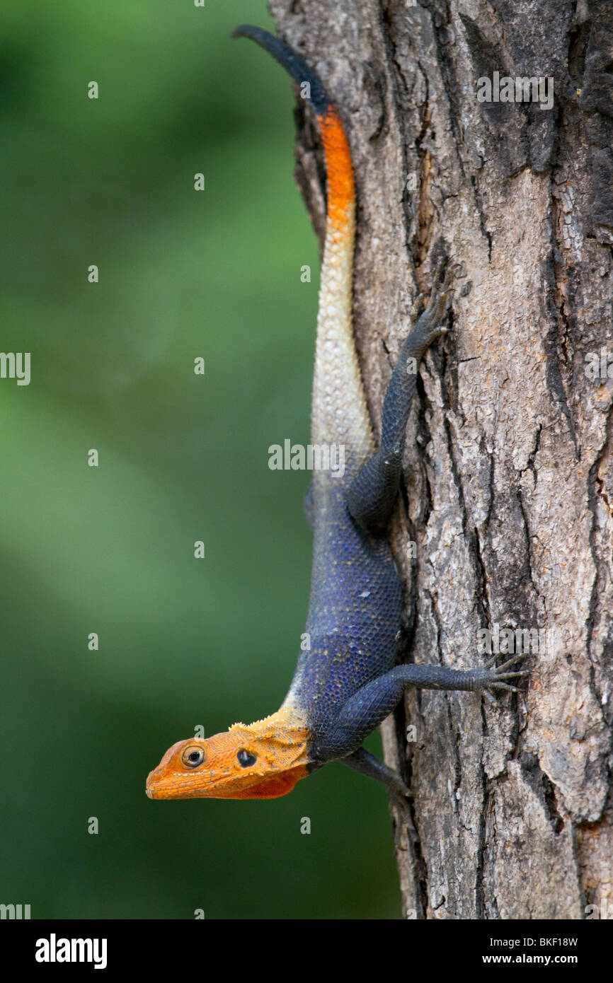 African Rainbow Agama (Agama agama), Kamerun. Stockfoto