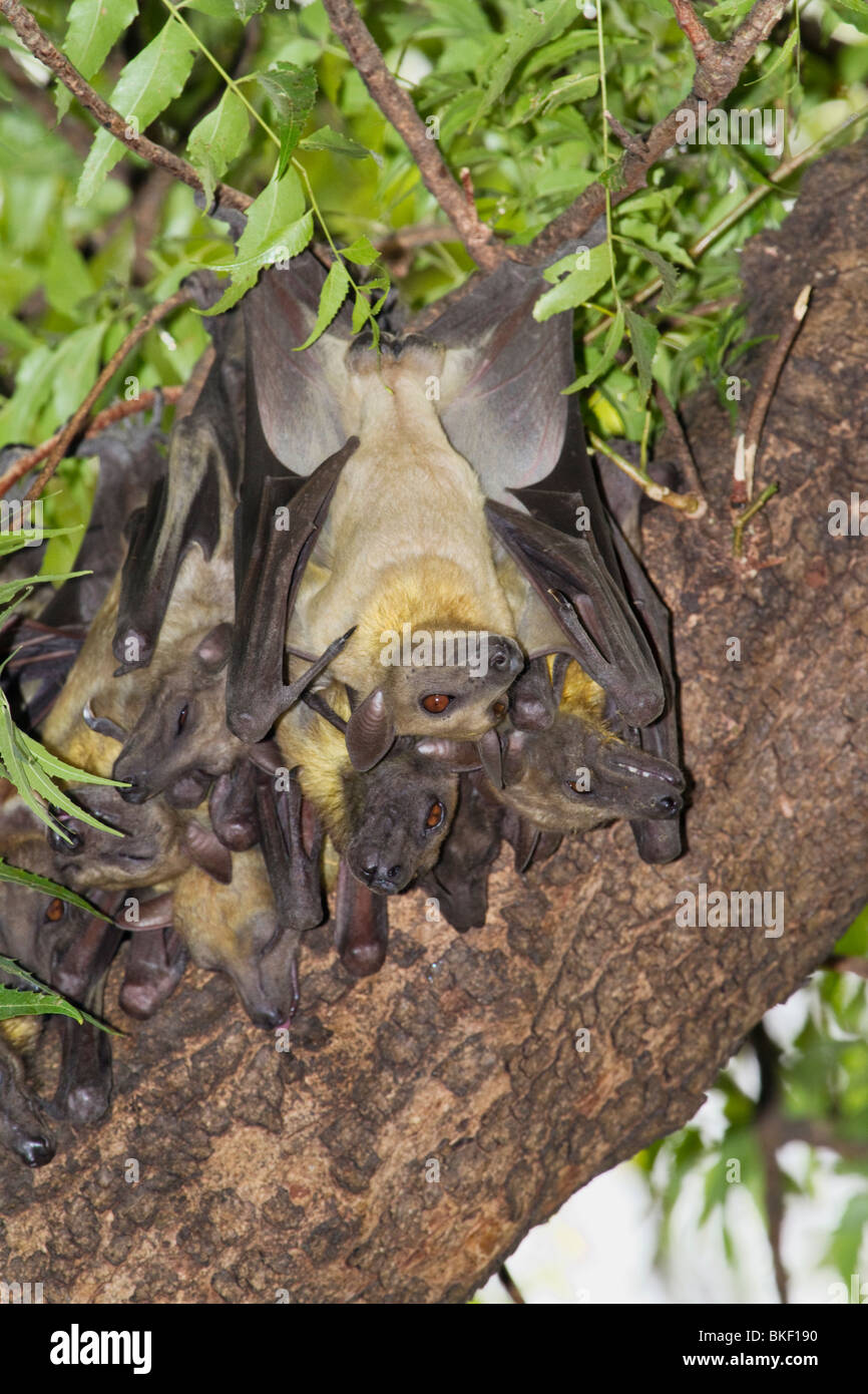 Eine Kolonie afrikanischer strohfarbener Obstfledermäuse (Eidolon helvum), Nordkamerun Stockfoto