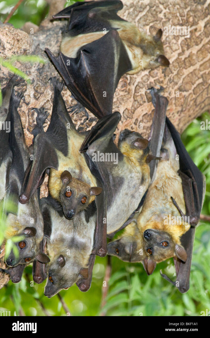 Eine Kolonie afrikanischer strohfarbener Obstfledermäuse (Eidolon helvum) in Zentralkenia Stockfoto