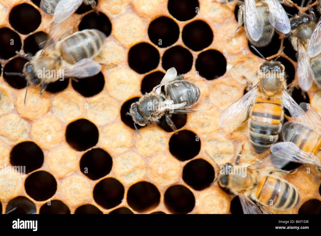 Eine Biene, die Flügel durch Angriff durch Milben Varoa in einem Bienenstock in Cockermouth, Cumbria, UK verformt hat Stockfoto