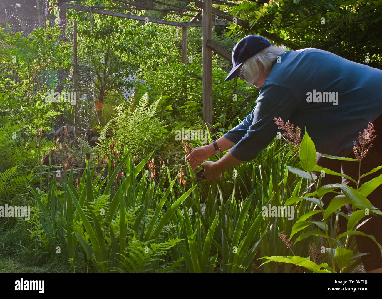 Kaukasische weibliche Gärtner stutzt Pflanzen im Garten Stockfoto