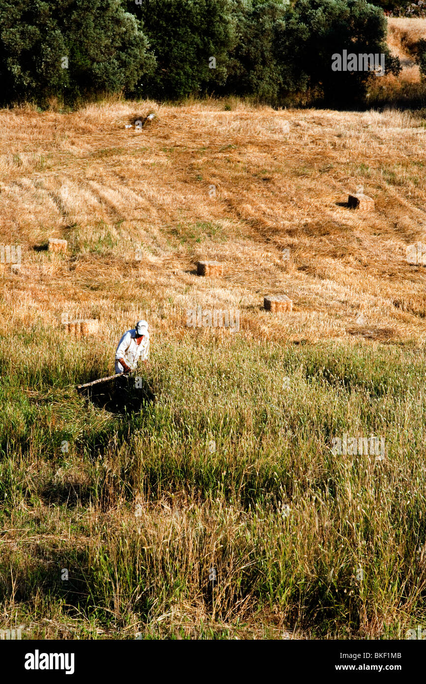 Traditionelle Heu-machen Szene, türkische Landschaft in der Nähe von Milet, Türkei Stockfoto