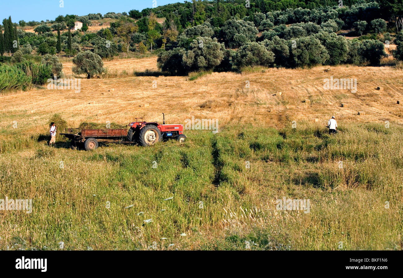 Traditionelle Heu-machen Szene, türkische Landschaft in der Nähe von Milet, Türkei Stockfoto