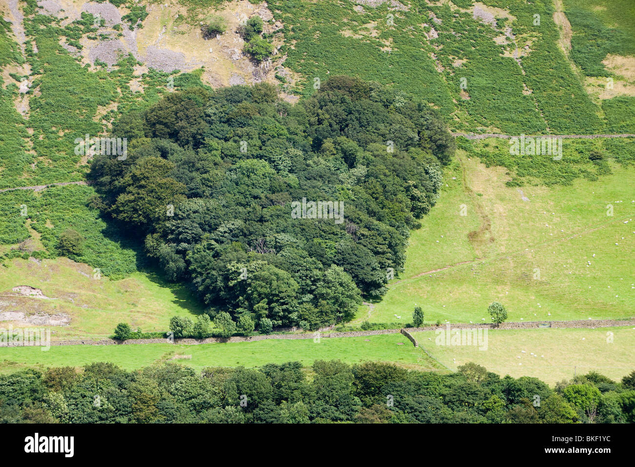 Ein Wald in Tebay gepflanzt von einem Landwirt in Erinnerung an seine Frau, in der Form eines Herzens, Cumbria, UK Stockfoto