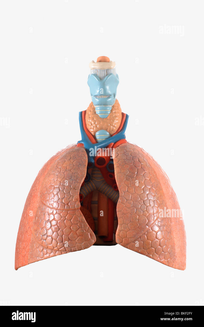 Anatomische Modelle von Organen Stockfoto