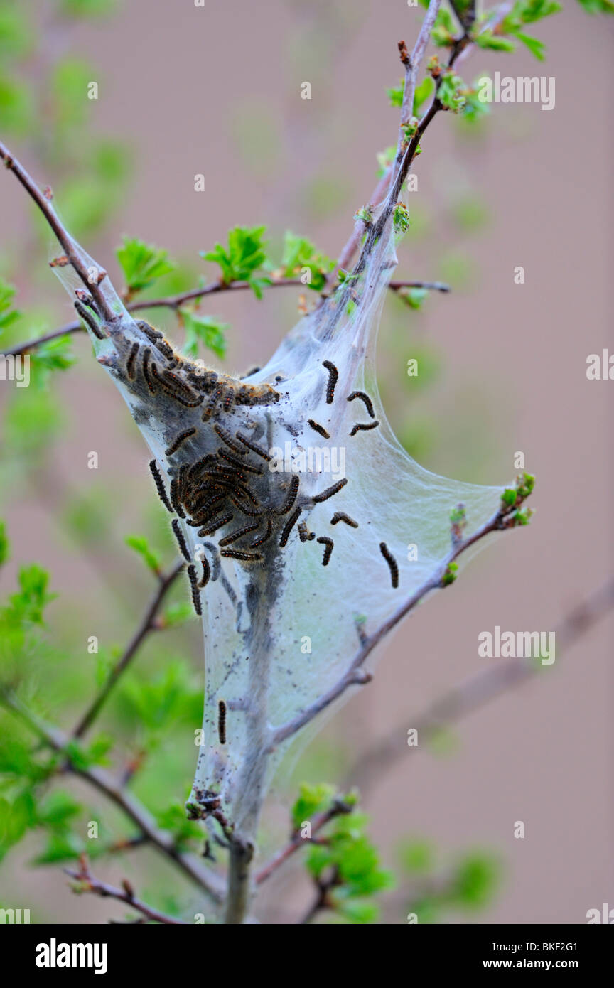 Braune Rute Motte. Euproctis Chrysorrhea.  Ein besonderes Problem für Urlauber auf UK Ostküste Spurn Halbinsel. Stockfoto