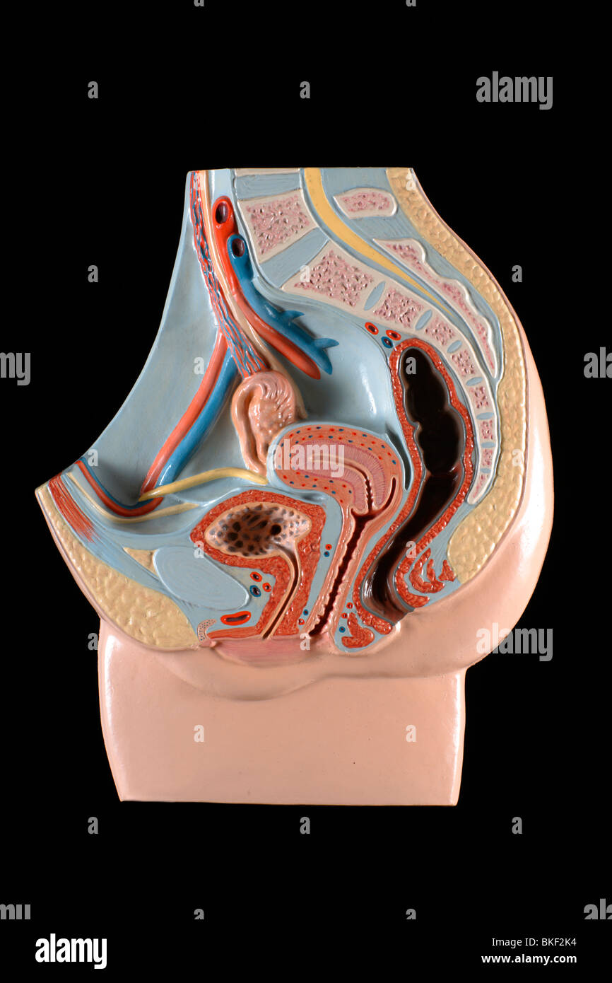 Anatomisches Modell der weiblichen Geschlechtsorgane Stockfoto
