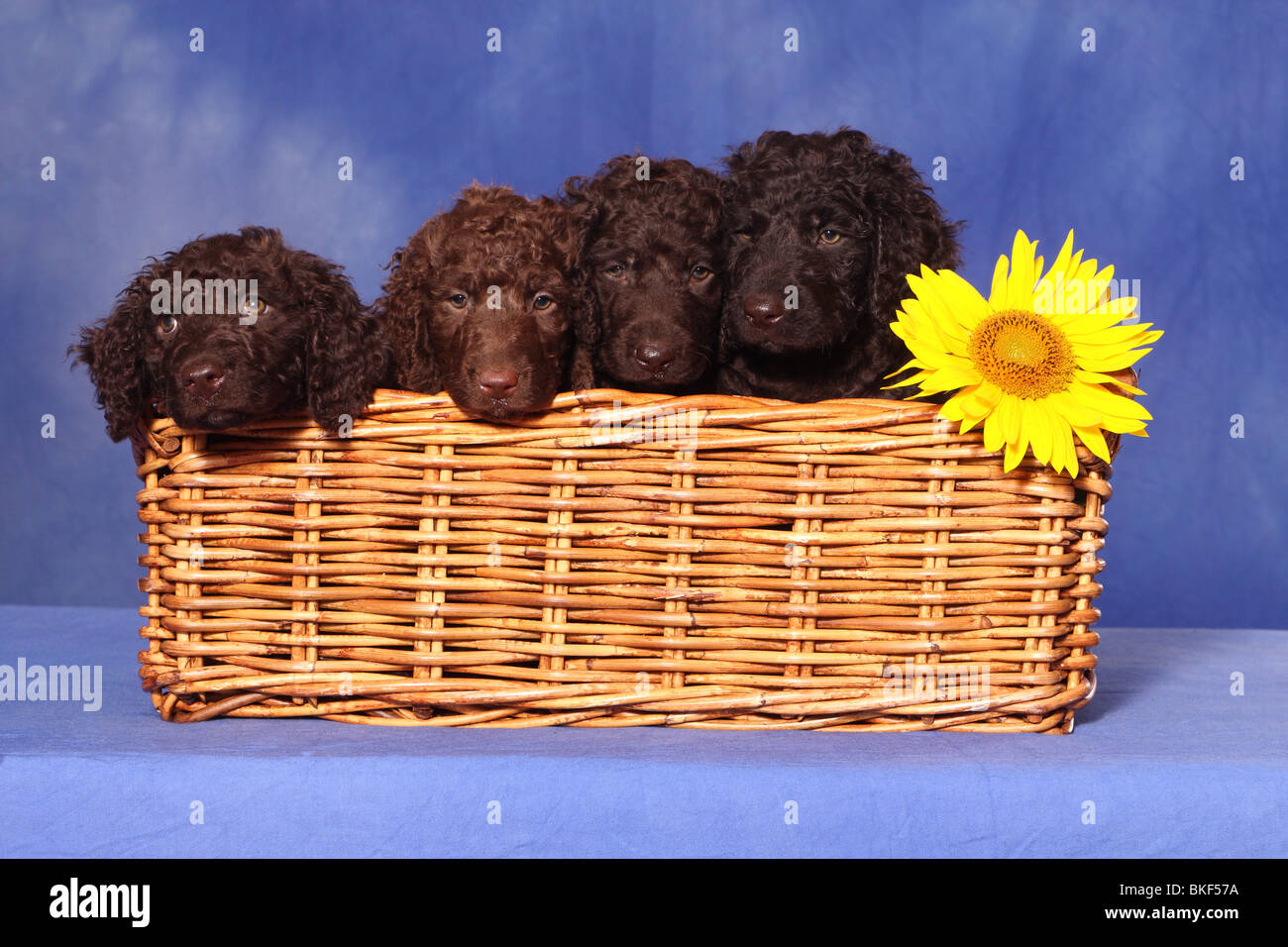 irisches Wasser Spaniel Welpen Stockfoto