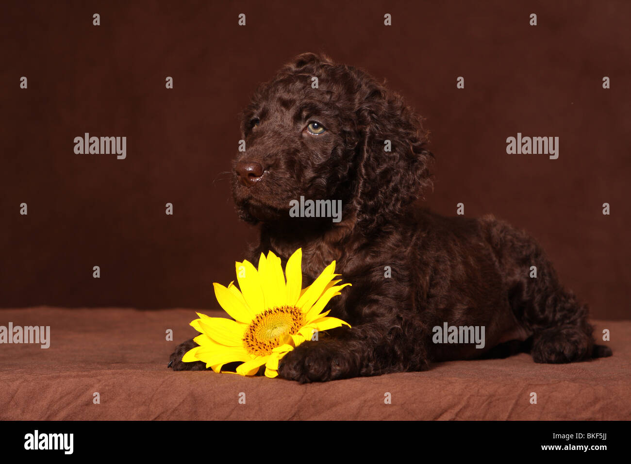 irisches Wasser Spaniel Welpen Stockfoto