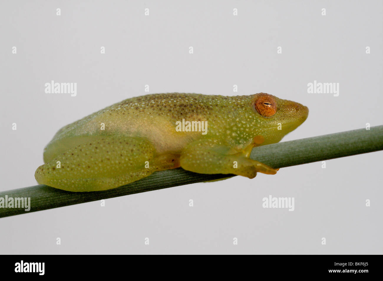 Bemalte Reed Frog Stockfoto