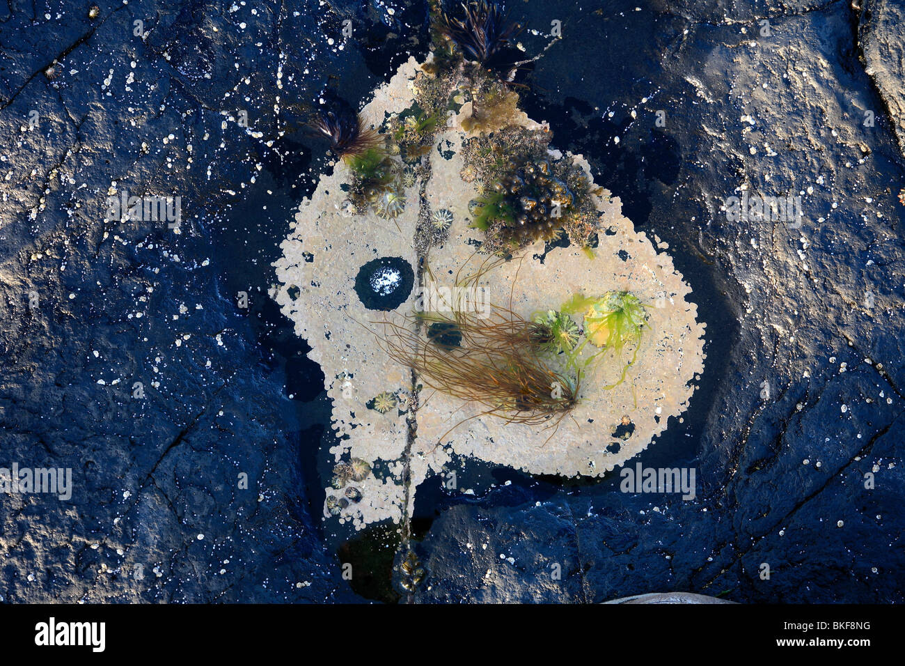 kleine Rookpool am Meer Strand Algen flachen Felsen am Meer Stockfoto