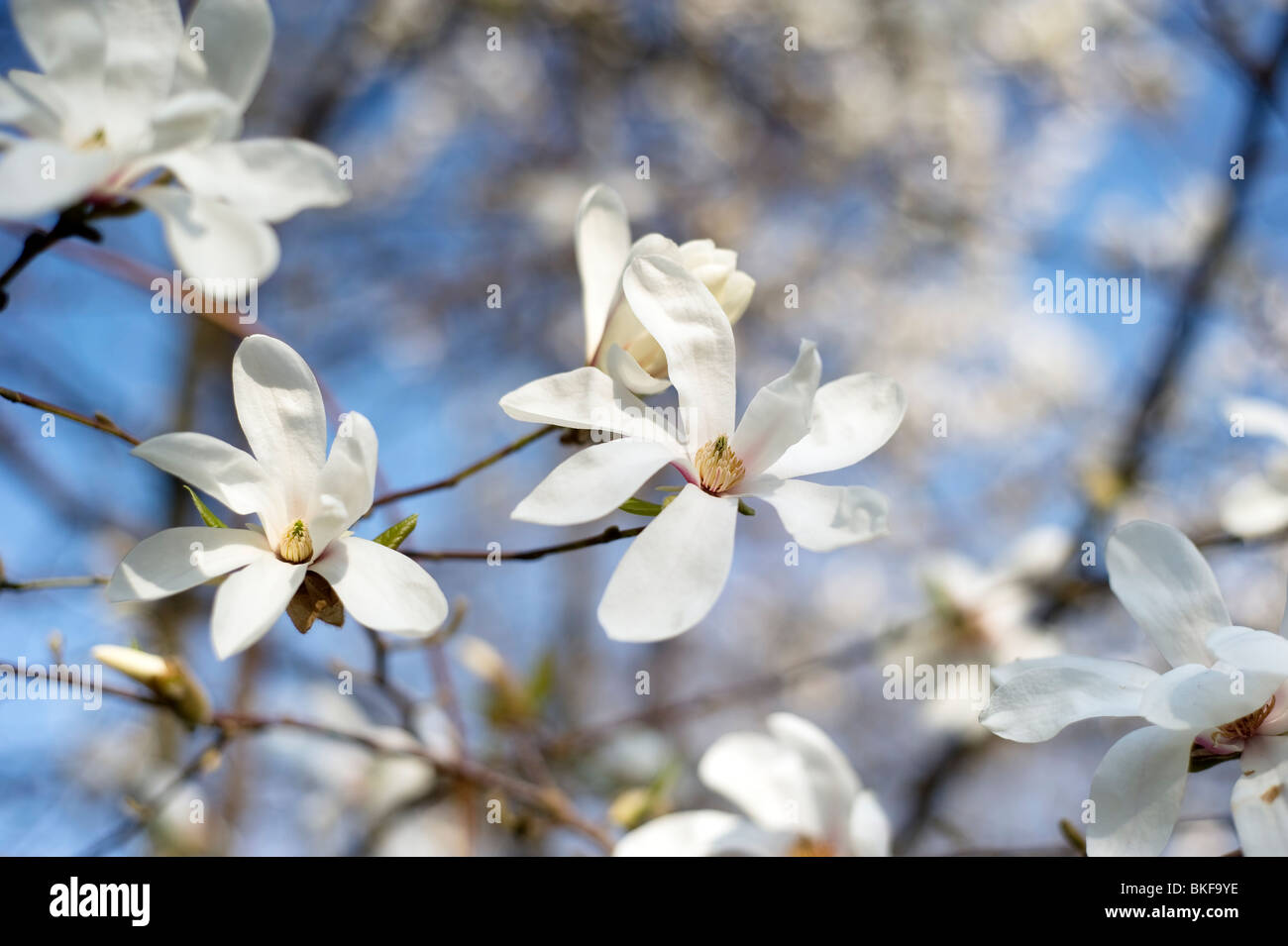 Schöne weiße Magnolienbaum im Frühling blühen Stockfoto
