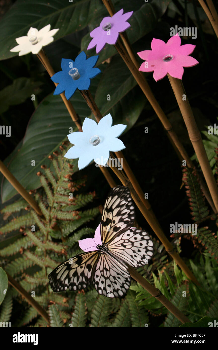 Butterfly Feeder mit Reispapier Schmetterling Idea Leuconoe genommen im Zoo von Chester, England, UK Stockfoto