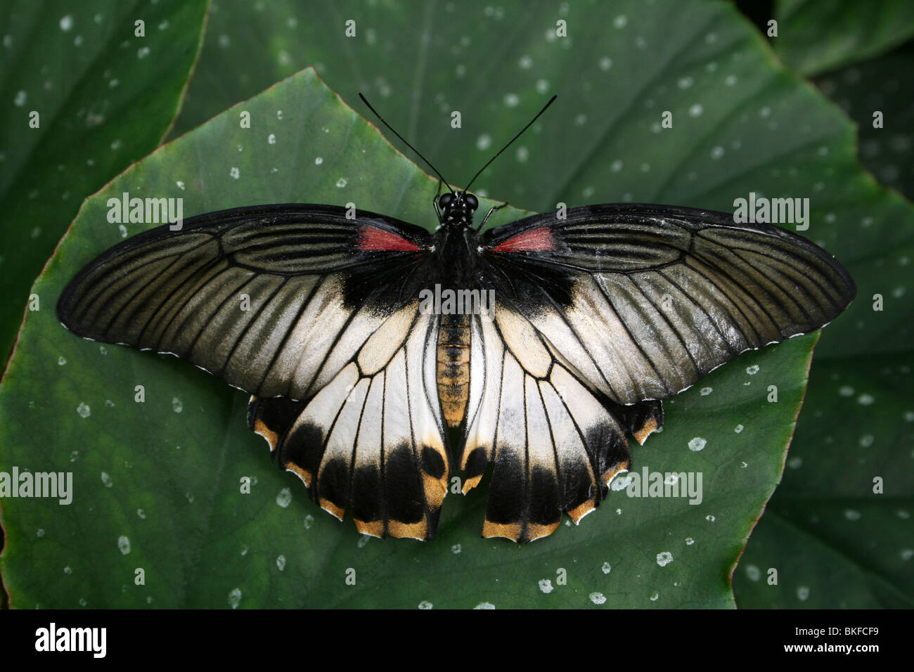 Großer Mormone Papilio Memnon genommen im Zoo von Chester, England, UK Stockfoto