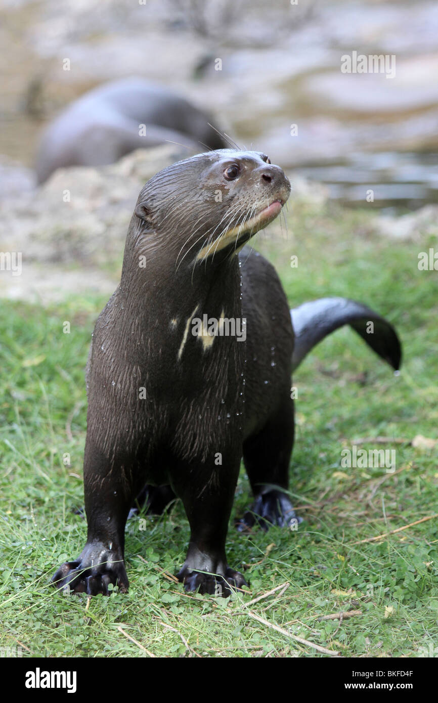 Riesiger Otter Pteronura Brasiliensis Taken an Chester Zoo, UK Stockfoto