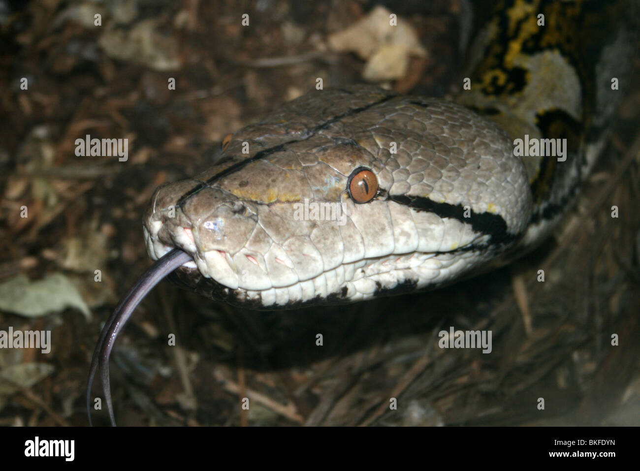 Leiter der retikuliert Python Python Reticulatus Taken an Chester Zoo, UK Stockfoto