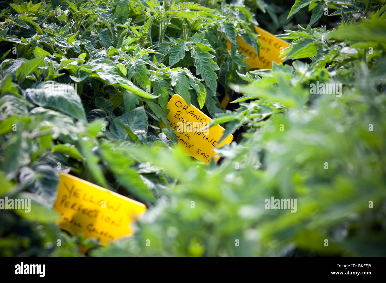 Tomaten-Sorten Stockfoto