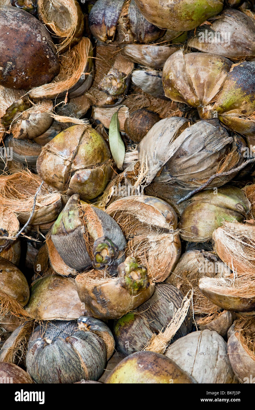 Kokosnuss-Schalen trocknen in Vorbereitung zu Kokos Stockfotografie - Alamy