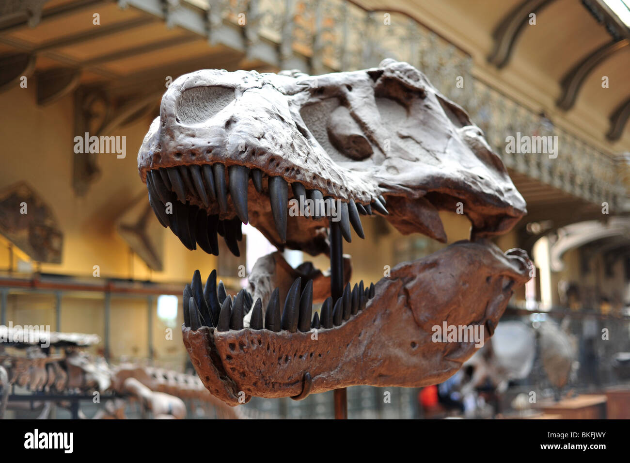 Museum für Naturgeschichte in Paris, Grande Galerie de l'Évolution im Jardin des Plantes Stockfoto