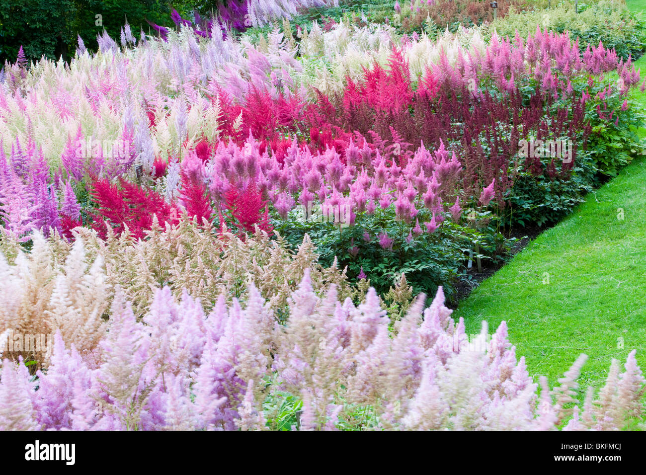 Die nationale Sammlung Astilbe bei Holehird Garten, Windermere, Cumbria, UK Stockfoto