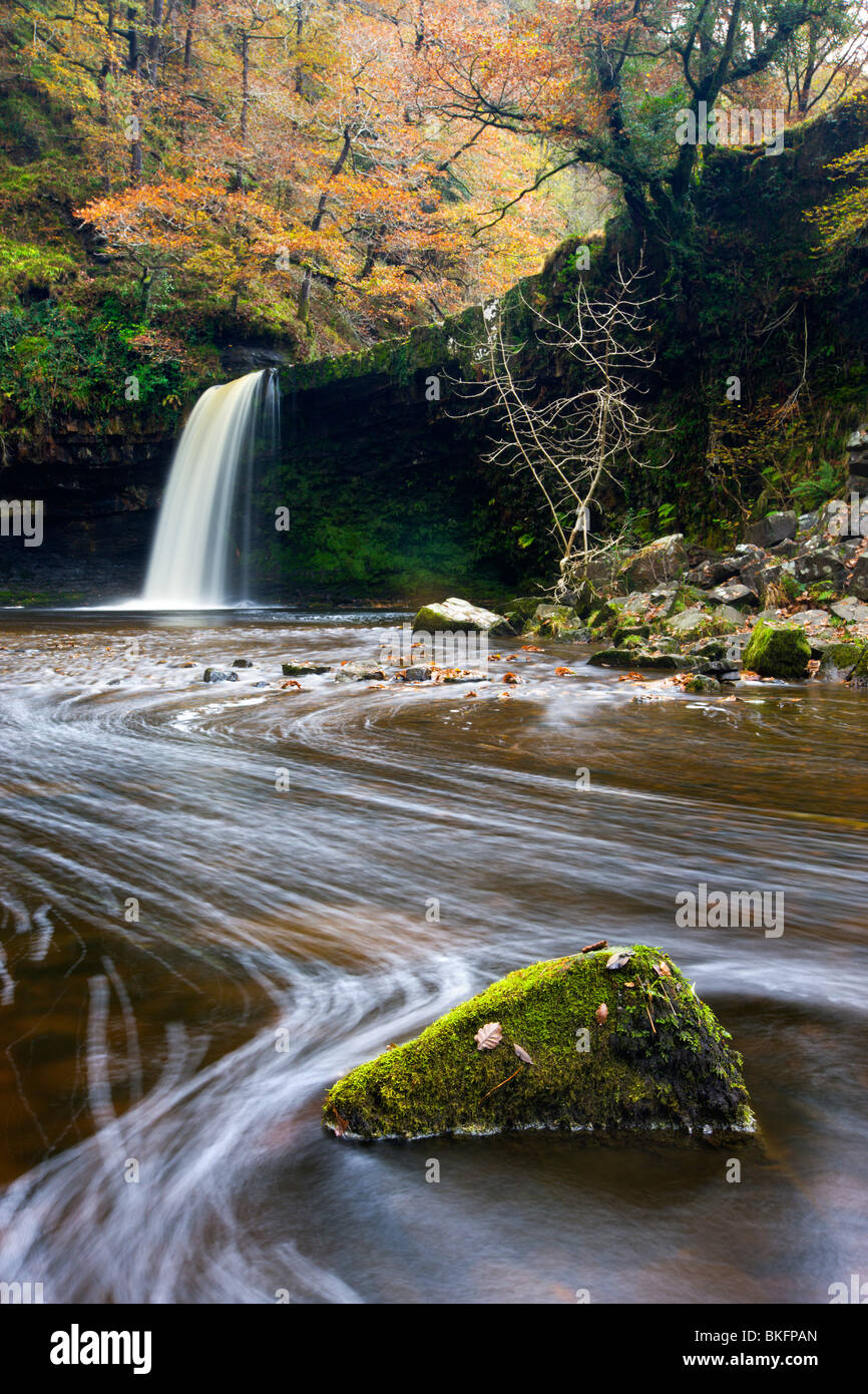 Sgwd Gwladus Wasserfall umgeben von herbstlichen Laub, in der Nähe von Ystradfellte, Brecon Beacons National Park, Powys, Wales, UK. Stockfoto