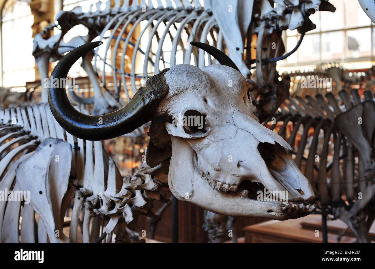 Büffel Skelette im Natural History Museum, Jardin des Plantes in Paris Stockfoto