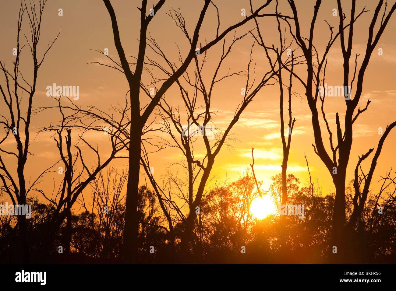 Getötet durch die anhaltende Dürre am Murray River Red Gum-Bäume in der Nähe von Echuca, Australien. Stockfoto