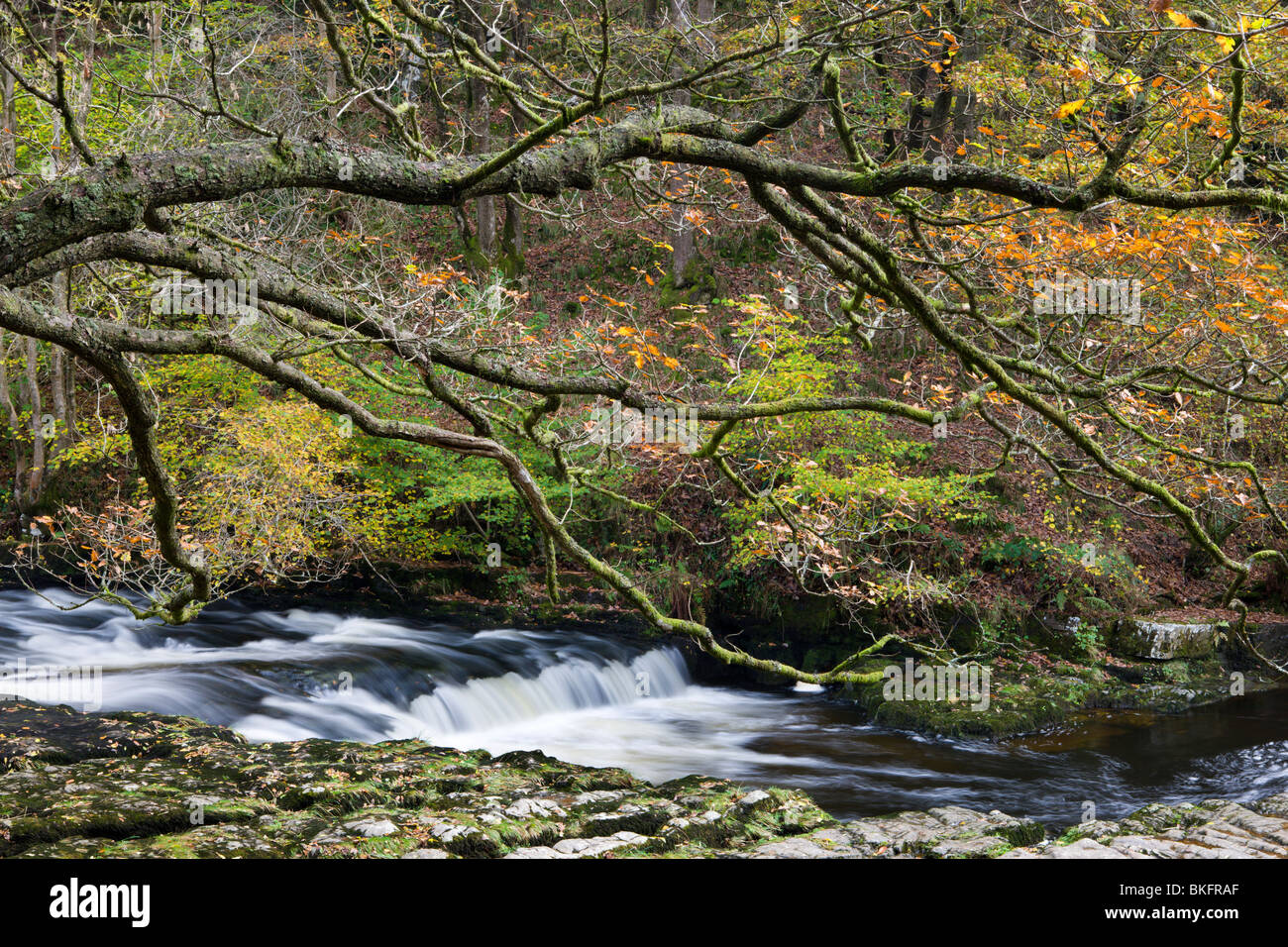 Afon Mellte Fluss unter einem Baldachin von herbstlichen Laubbäumen, Brecon Beacons National Park, Powys, Wales, UK. Stockfoto