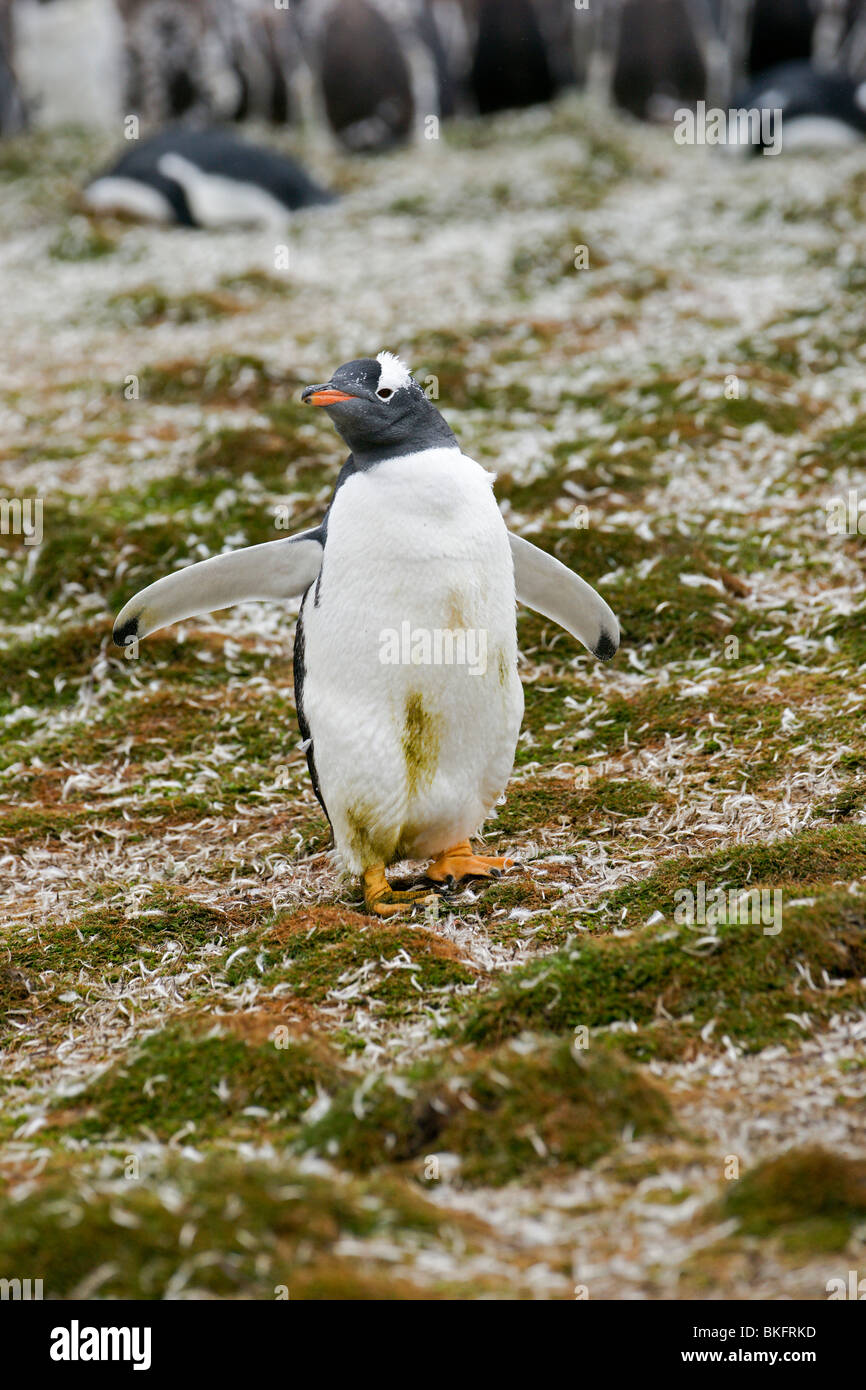 Gentoo Penguin. Häutung; Federn decken Boden. Stockfoto