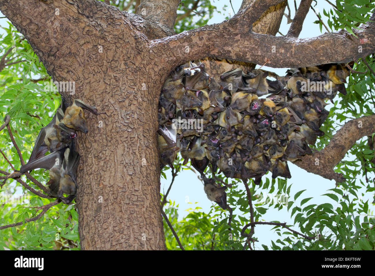 Eine Kolonie von afrikanischen strohfarbenen Fruchtfledermäusen (Eidolon helvum) in einem Baum, Kamerun Stockfoto