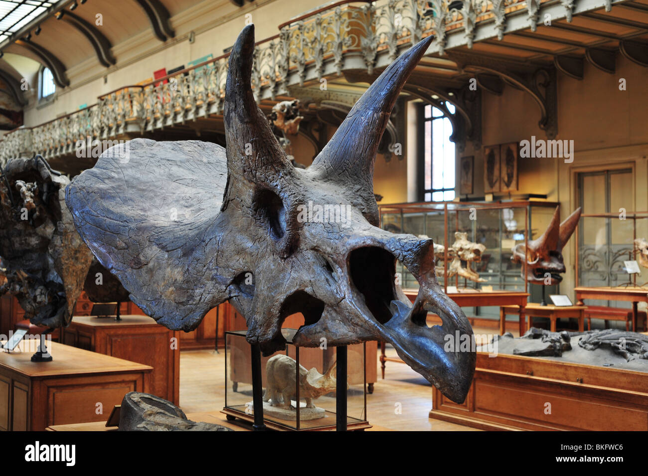 Museum für Naturgeschichte in Paris, Grande Galerie de l'Évolution im Jardin des Plantes Stockfoto