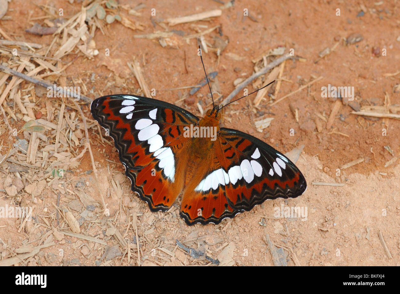 Gemeinsamen Commander Schmetterling (Moduza Procris) im Monsun Regenwald Khao Yai Nationalpark in Thailand Stockfoto
