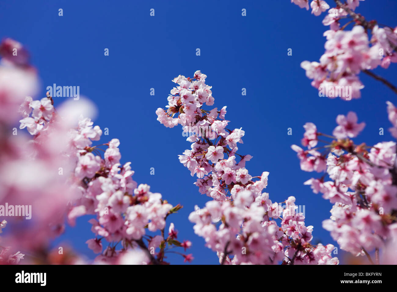 Kirschblüten in voller blühte Stockfoto
