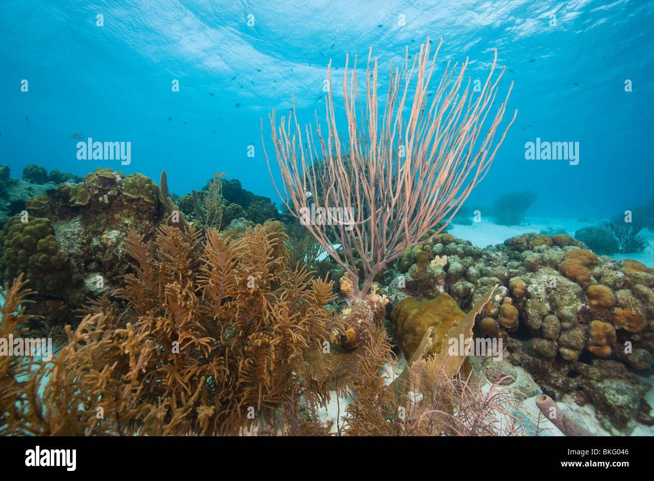 Ein tropisches Korallenriff in Bonaire, Niederländische Antillen. Stockfoto