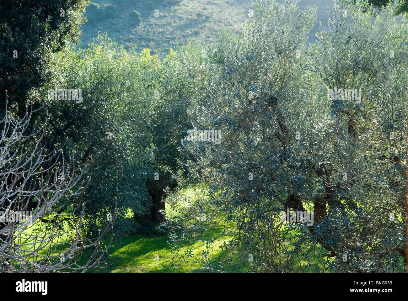 Bäume Olivenhain mit Feigenbaum Frühling Morgen Licht Landschaft der Toskana Italien. Stockfoto