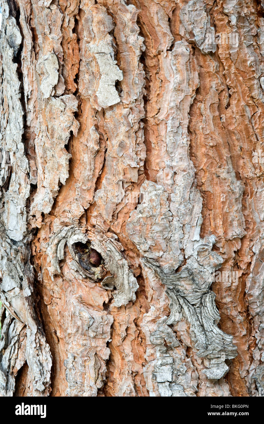 Stein-Kiefer (Pinus Pinea) Nahaufnahme eines mediterranen Gartens Rinde Stockfoto