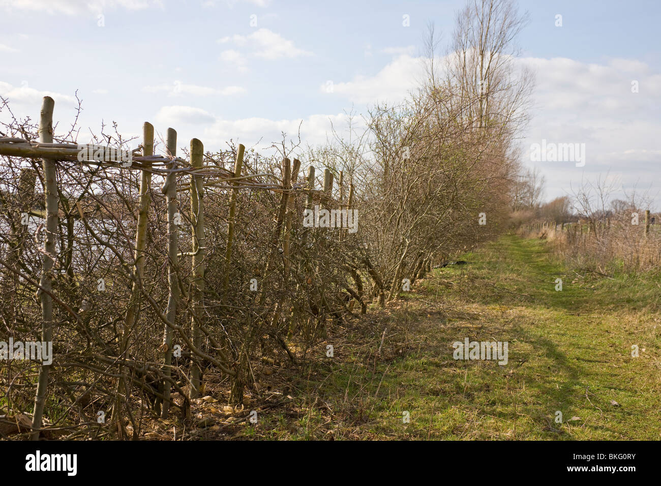 Crataegus monogyna Hecke