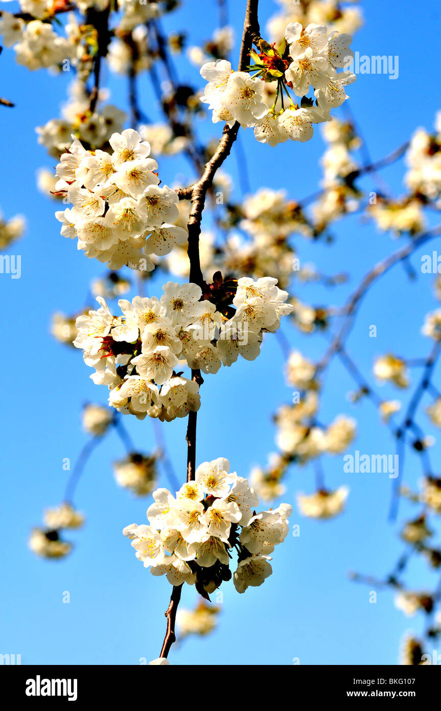 White Cherry Blossom vor blauem Himmel Stockfoto