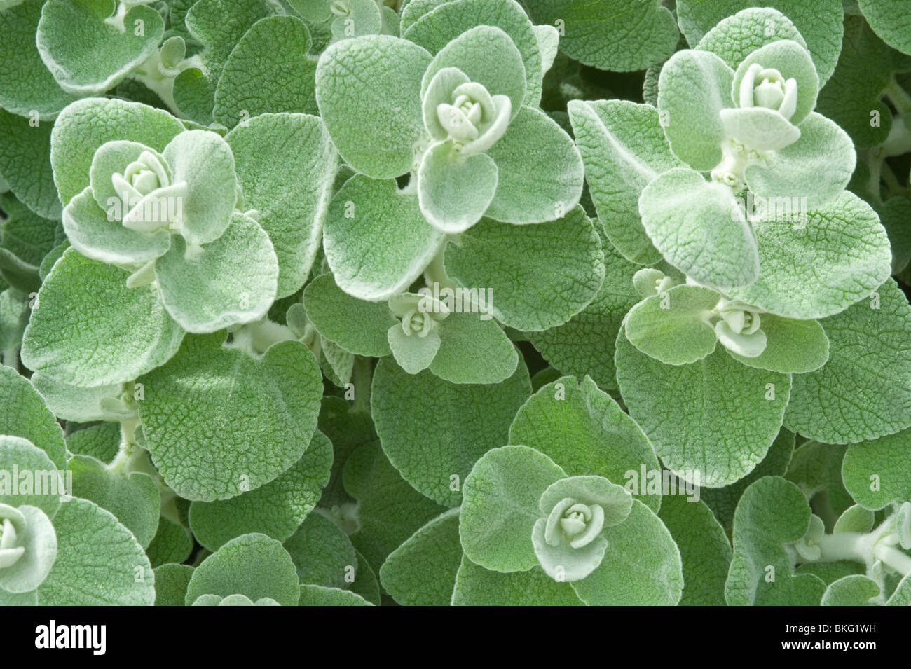 Dekorative Blattpflanze falsche Diptam (Ballota Pseudodictamnus) Stockfoto