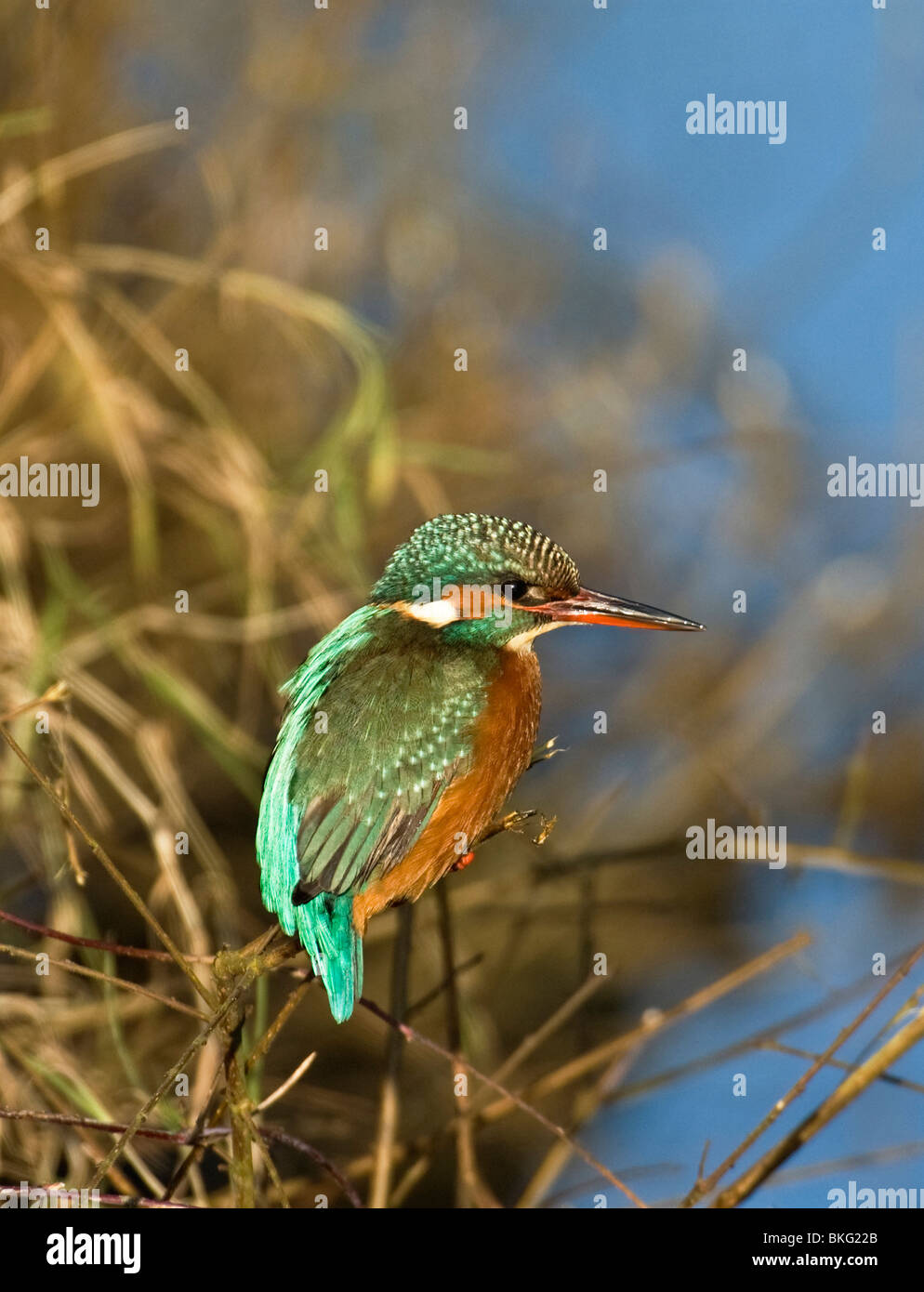 IJsvogel; Eisvogel; Alcedo Atthis; Stockfoto