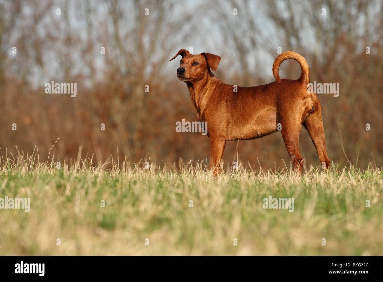 Deutscher Pinscher / Deutscher Pinscher Stockfoto